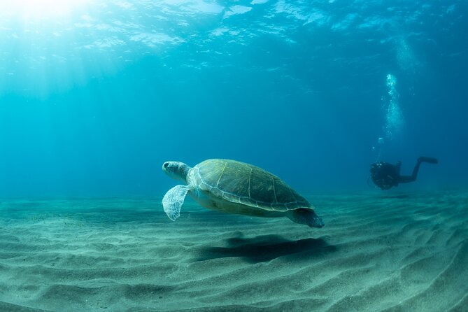 Discover PADI Scuba Diving in the Area of Tortugas in Playa De Abades - Diving Equipment and Gear Provided