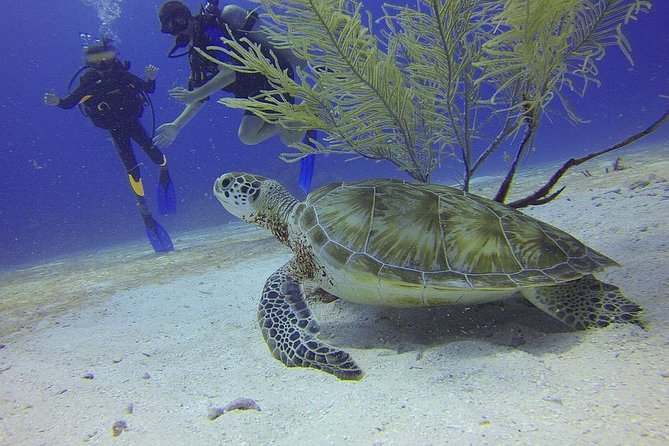 Discover Scuba Diving in Montego Bay - Meeting and Departure Details