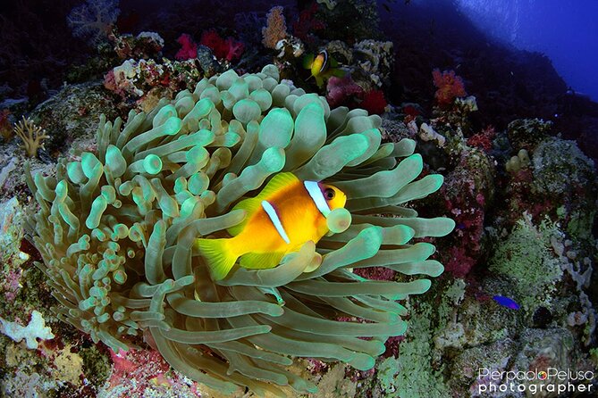 Discover Scuba Diving Sharm El Sheikh - Details of the Experience