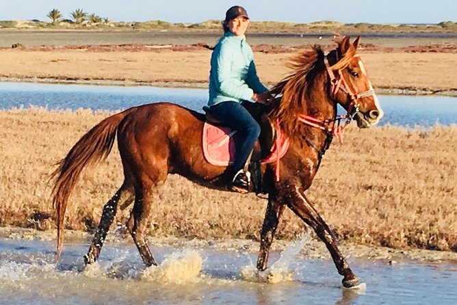 Discovery Ride on Horseback or Camel 2h30 - Pickup and Meeting Location