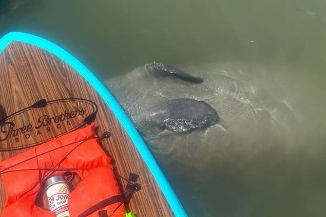 Dolphin, Manatee and SeaTurtle SUP Adventure Tour of St Augustine - Wildlife and Exploration