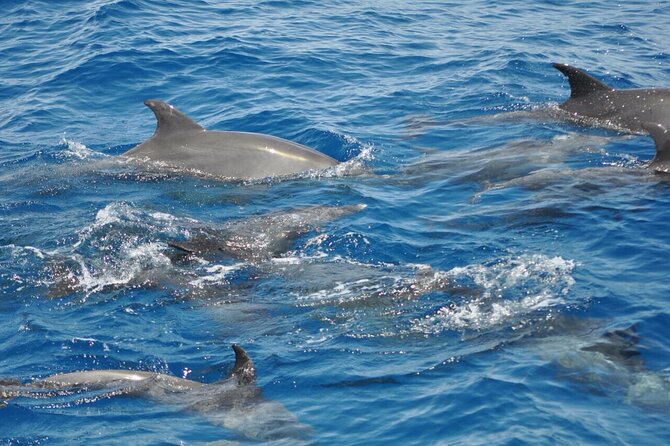 Dolphin Tour Banana Boat From Soma /Sahl Hasheesh/Makadi/Safaga - Whats Included in the Tour