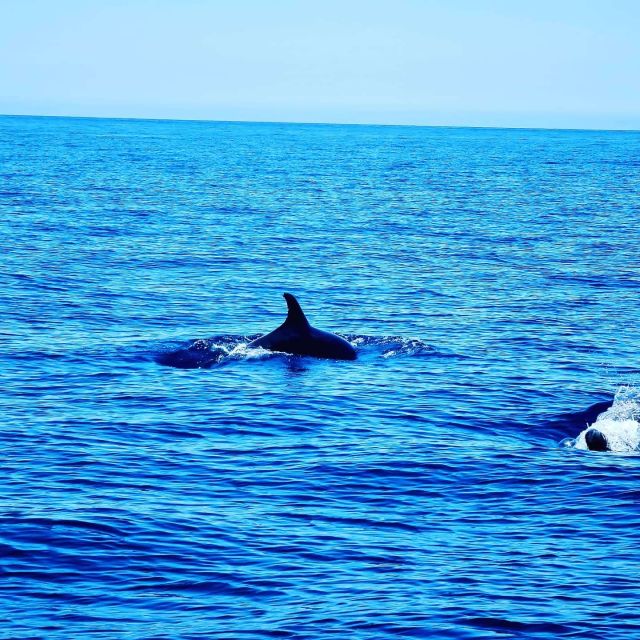 Dolphin Watch - Pricing and Booking