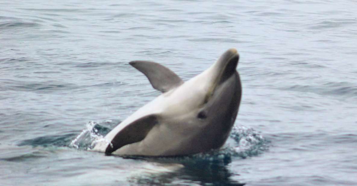 Dolphin Watching and Local Caves - Booking Information