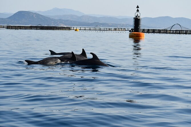 Dolphin Watching and Snorkeling in Figarolo in Sardinia - Included in the Package