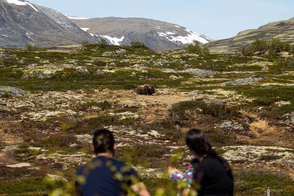 Dovrefjell National Park: Hiking Tour and Musk Ox Safari - Hiking in Dovrefjell National Park