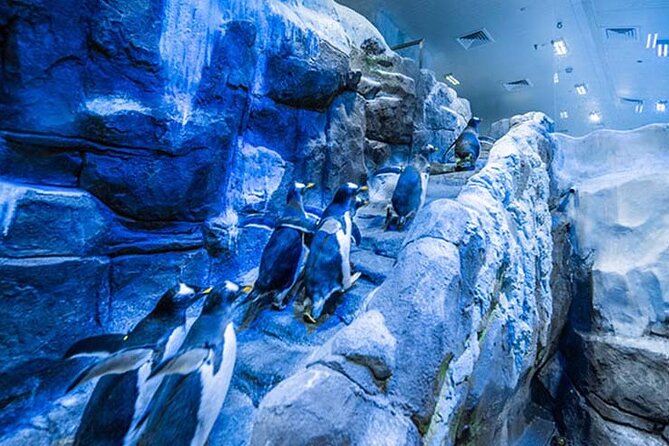 Dubai Aquarium and Underwater Zoo With Penguin Cove Tickets. - Visitor Experiences and Highlights