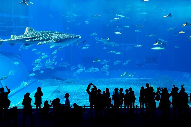 Dubai Mall Aquarium & Underwater Zoo - Underwater Tunnel Experience