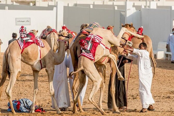 Dubai Royal Camel Race With Prime Seats & Short Camel Ride - Ticket Options and Inclusions