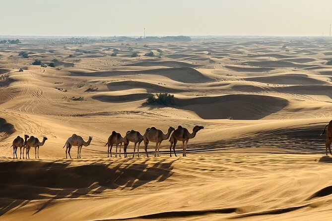 Dubai Spectacular Desert Sunrise With Dune Bashing & Camel Ride - Pickup Details