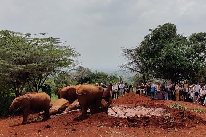 Elephant Orphanage,Nairobi National Park and Giraffe Center Tour. - Pickup Locations