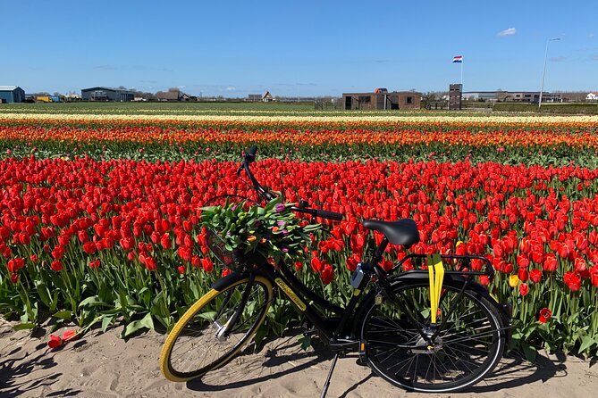 Enjoy the Tulip Fields by Bicycle With a Local Guide! Tulip Bike Tour! - Inclusions