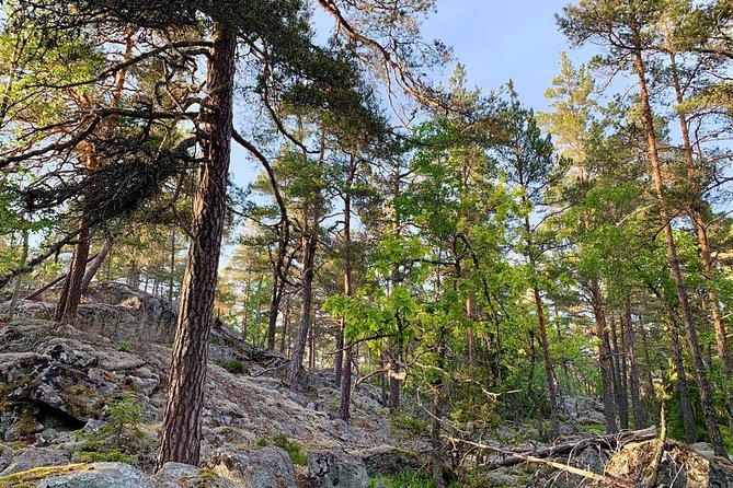 Evening Hike in Tyresta National Park - Wildlife Spotting