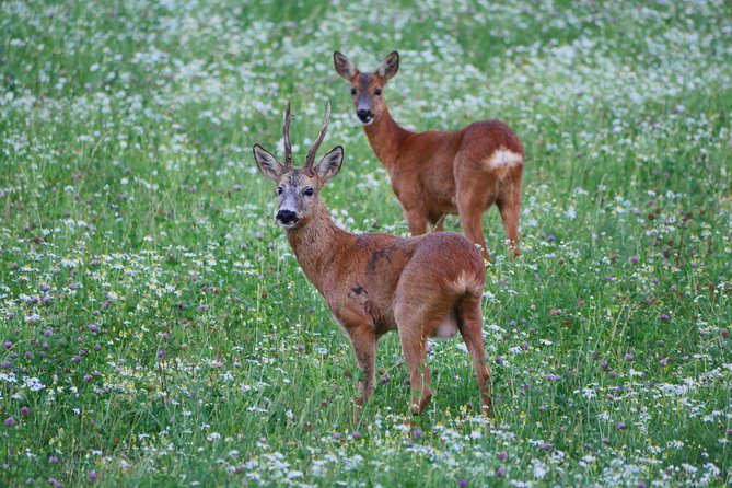 Evening Wildlife Safari From Stockholm - Itinerary of the Safari