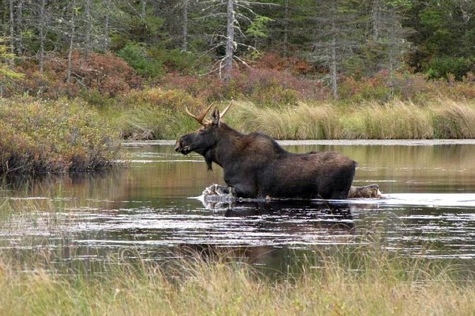 Evening Wildlife Safari Stockholm - Tour Details