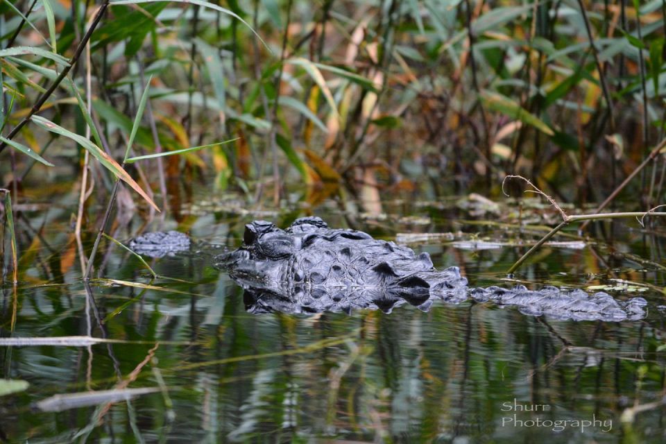 Everglades Kayak Safari Adventure Through Mangrove Tunnels - Highlights of the Adventure