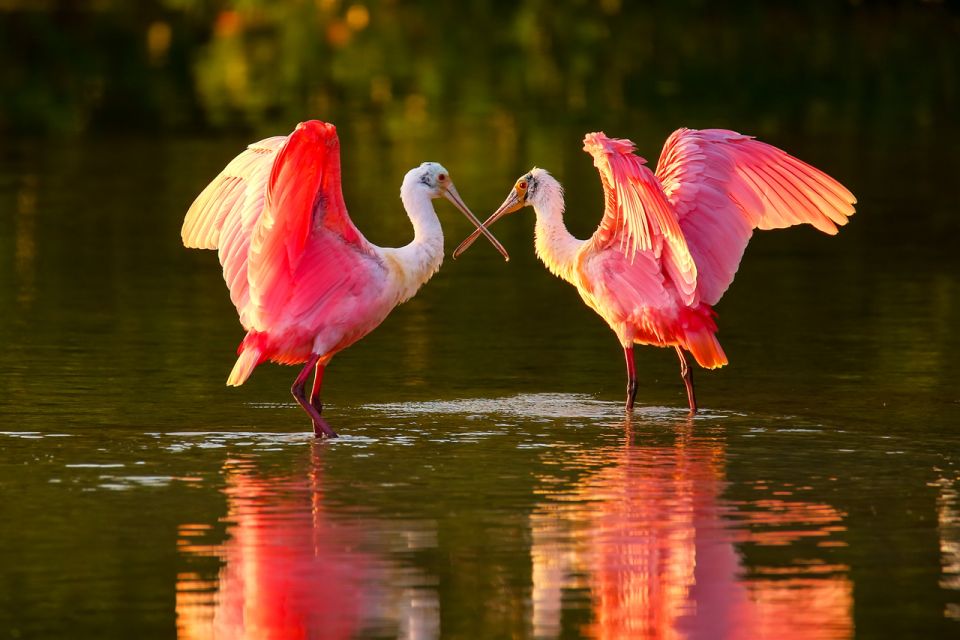 Everglades National Park: Audio Tour Guide - Spotting Wildlife: Alligators, Birds, Manatees