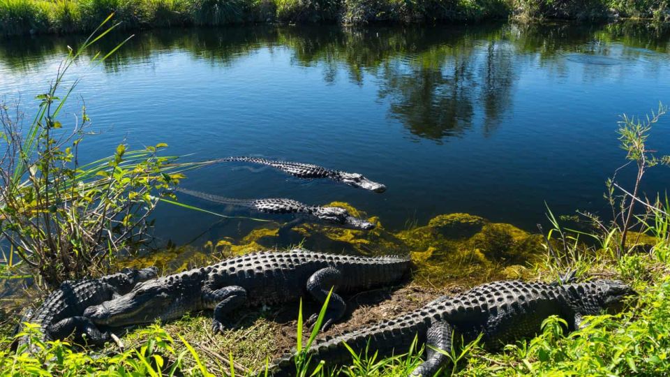 Everglades: Sawgrass Park Airboat Adventure Package - Experience Highlights