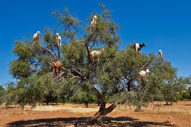 Excursion Essaouira From Marrakech - Booking and Cancellation Policy