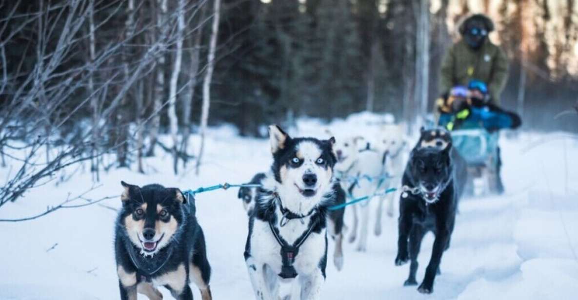 Fairbanks: Mush on the Historic Yukon Quest Trail - Gear and Apparel Provided