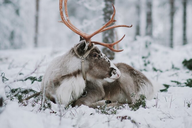 Family Day: Reindeer, Husky and Snowmobiling in Levi - Meeting and Pickup Details