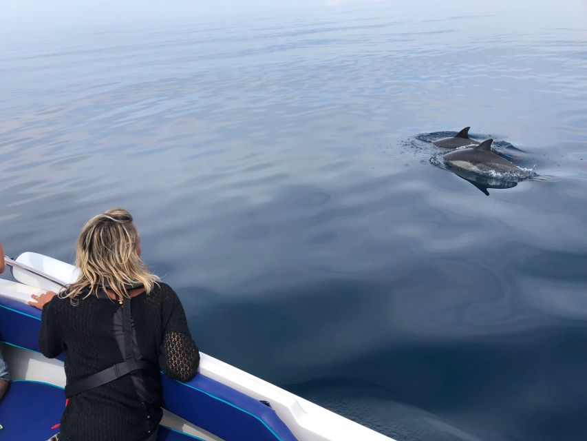 Faro: Dolphin and Wildlife Watching in the Atlantic Ocean - Highlights of the Experience