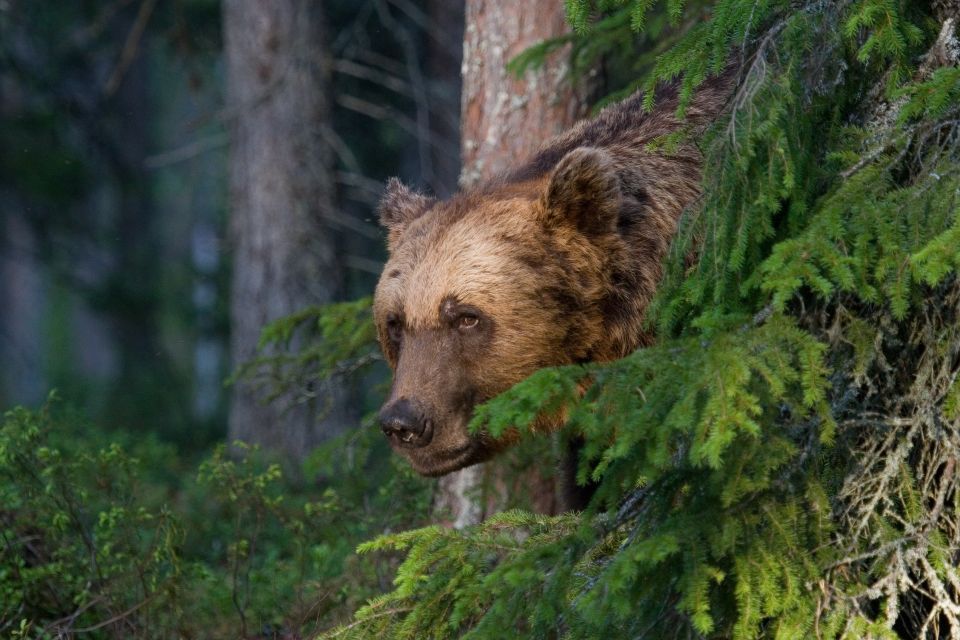 Finland: Bear Watching, Night Trip - Bear Watching Activities