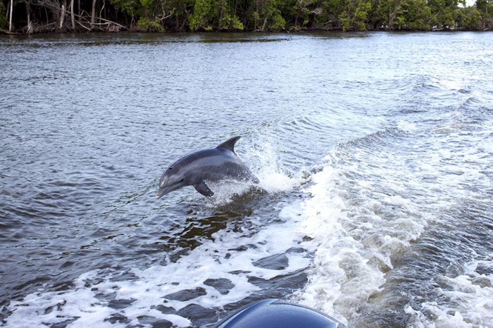 Flamingo Marina: Backcountry Boat Tour of the Everglades - Tour Pricing