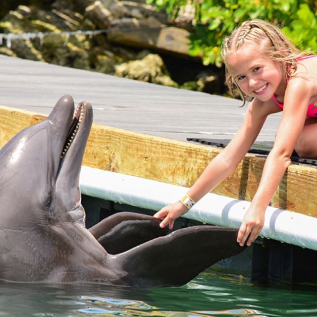 Florida Keys: Dockside Dolphin Experience - Highlights of the Interaction