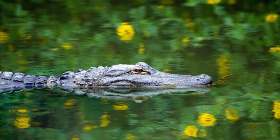 Fort Lauderdale: Everglades Express Tour With Airboat Ride - Transportation and Logistics