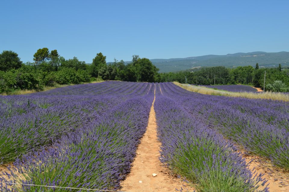 From Aix-en-Provence: Lavender Day Trip to Valensole - Highlights