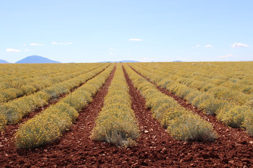 From Aix-En-Provence: Lavender Experience & Gorges Du Verdon - Pricing and Booking