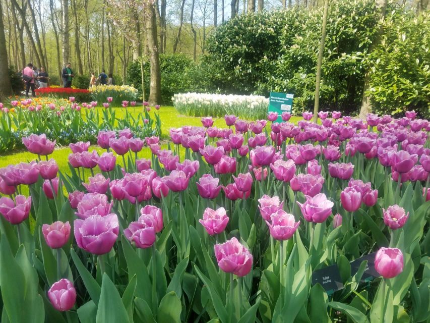 From Amsterdam: Tulip Tour Keukenhof & City Tour Delft - Itinerary Highlights