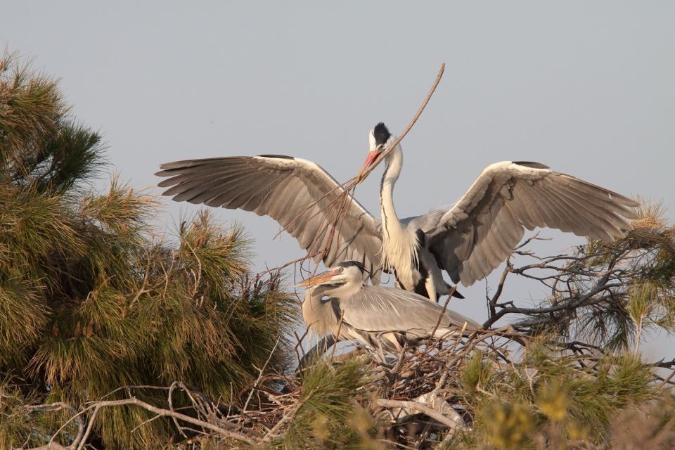 From Avignon: Half-Day Camargue and Saintes-Maries-de-la-Mer - Discovering Saintes-Maries-de-la-Mers Coastal Charms