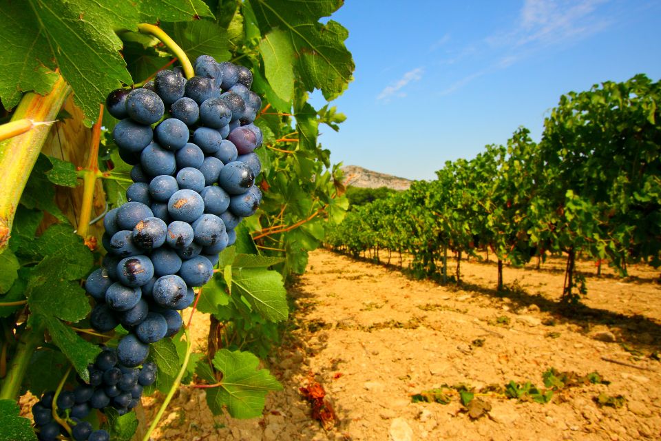 From Avignon: Half-Day Great Vineyards Tour - Exploring Côtes Du Rhône