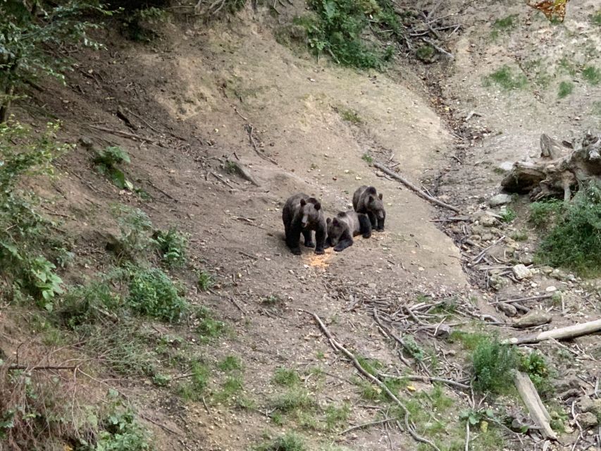 From Brasov: Bear Watching in the Wild - Experience Highlights