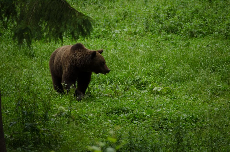 From Brasov: Small-Group Bear Watching Experience - Pricing and Booking