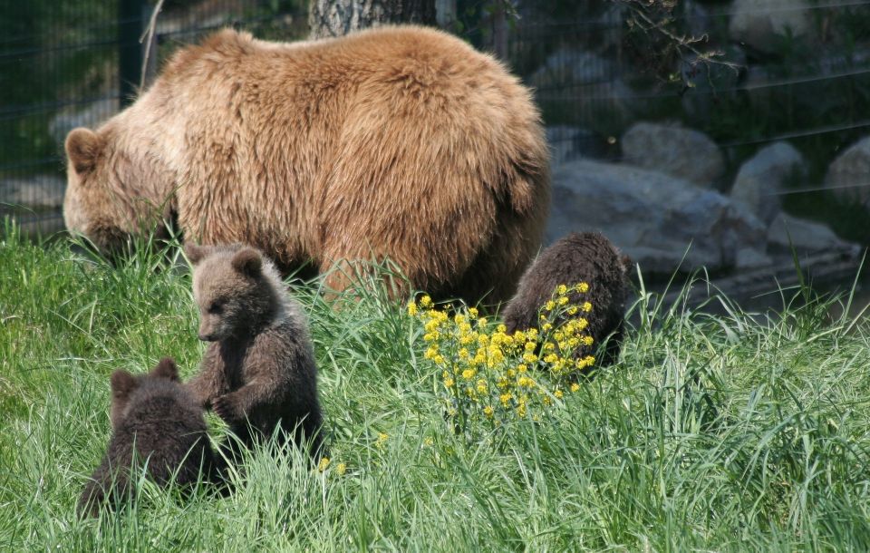 From Bucharest: Libearty Bear Sanctuary and Draculas Castle - Guided Day Trip