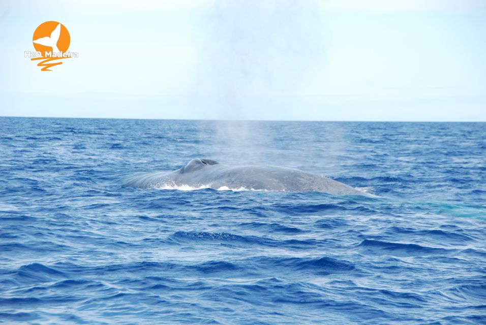 From Calheta: Whale and Dolphin Watching RIB Boat Tour - Experience Highlights