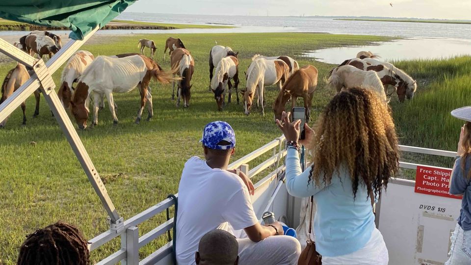 From Chincoteague Island: Assateague Island Boat Tour - Experience Highlights