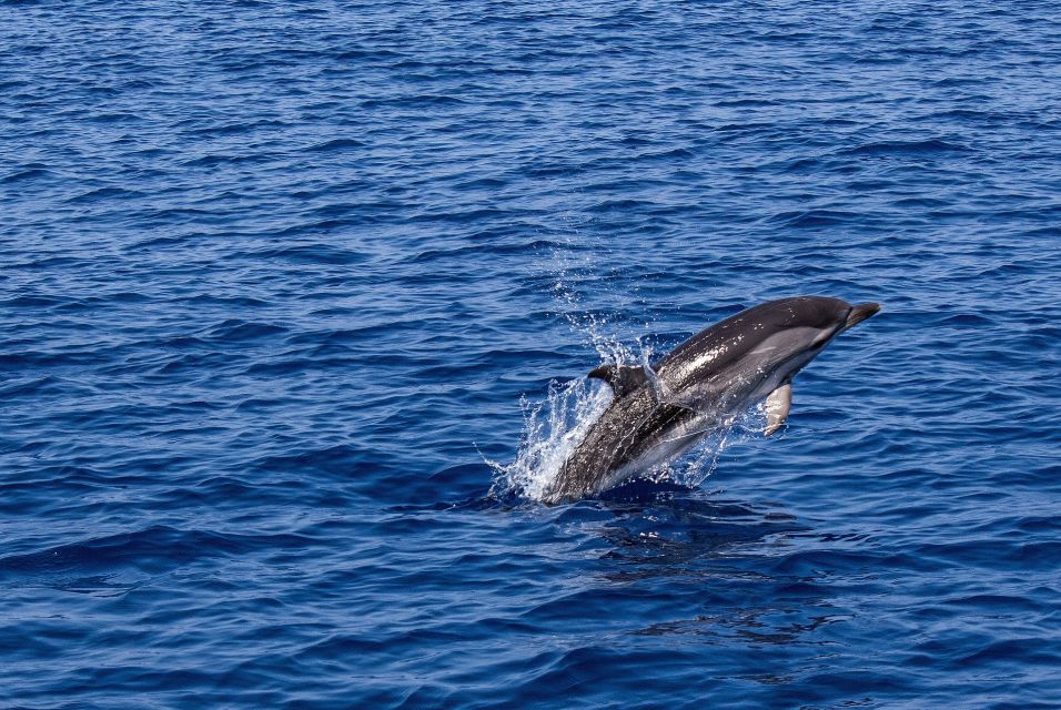 From City of Side: Dolphin Watching Boat Tour With Lunch - Highlights of the Tour