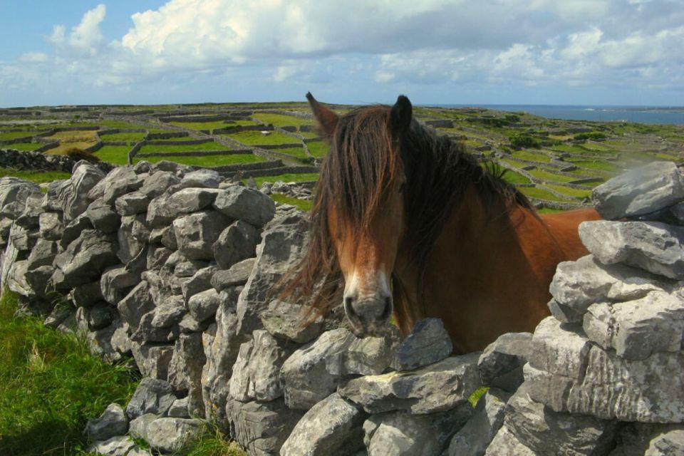 From Cork: 9-Hour Guided Ring of Kerry and Killarney Tour - Itinerary Highlights