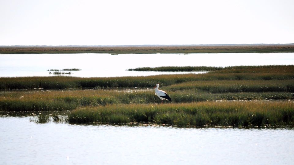 From Faro: Ria Formosa Eco-friendly Solar Boat Tour - Itinerary and Experience