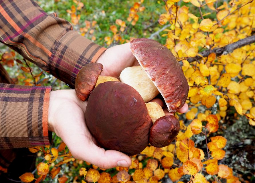 From Helsinki: Mushroom Hunting Tour in a National Park - Meeting Point and Directions