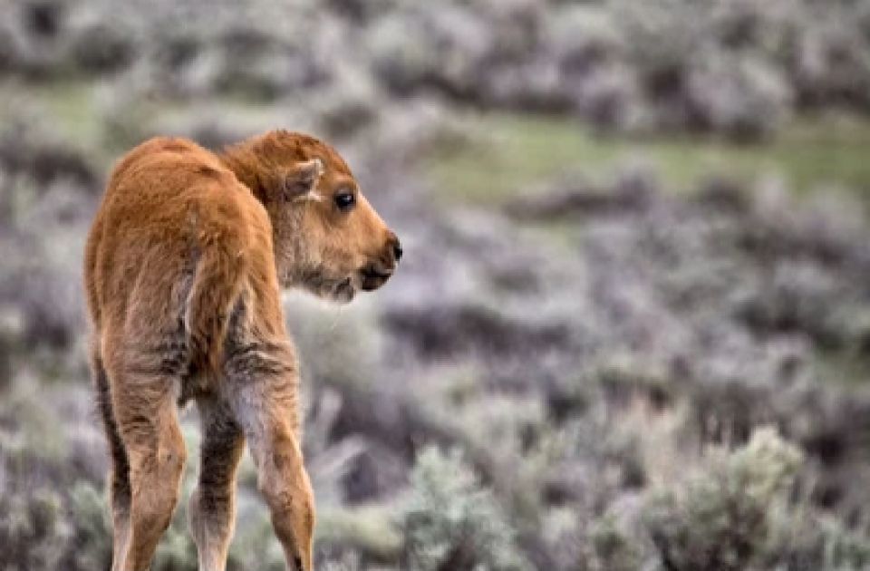 From Jackson: Grand Teton Wildlife & Scenery Tour With Lunch - Highlights of the Tour