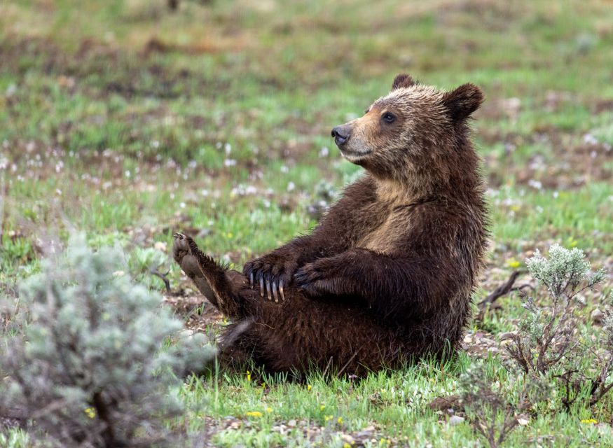 From Jackson Hole: Half-Day Grand Teton Wildlife Tour - Exploring Grand Teton