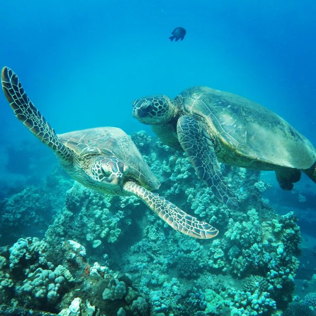 From Kaanapali: Afternoon West Maui Snorkeling & Sea Turtles - Whats Included