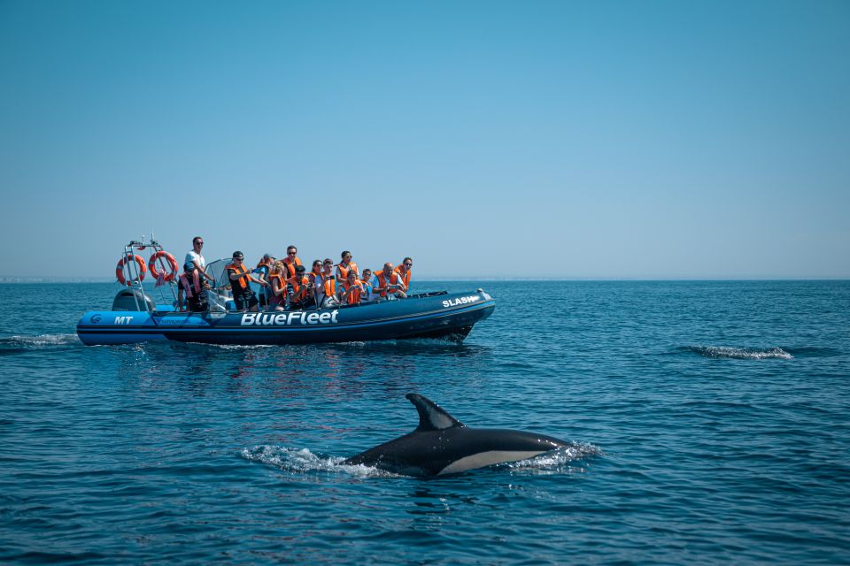 From Lagos: Dolphin Watching Boat Trip - Experience and Highlights