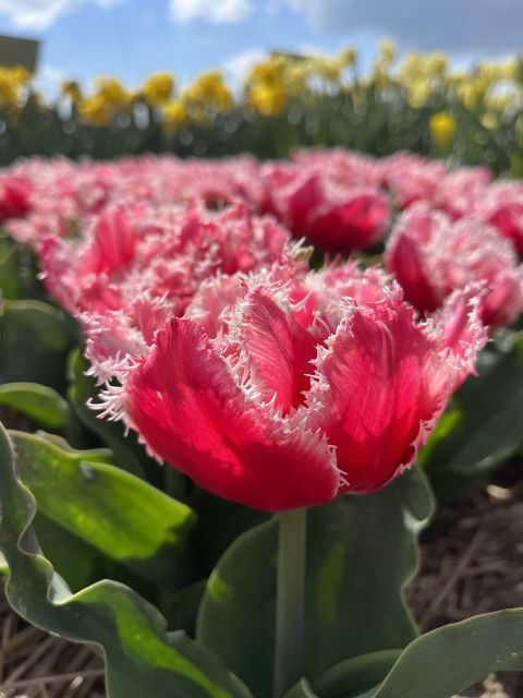 From Lisse: Landrover Tour Along Keukenhof & Flower Fields - Tour Experience and Highlights