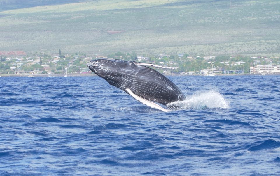 From Maalaea: Whale Watching Catamaran Cruise With Drinks - Booking and Cancellation